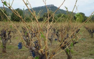 Des vignobles dévastés, des vignerons meurtris