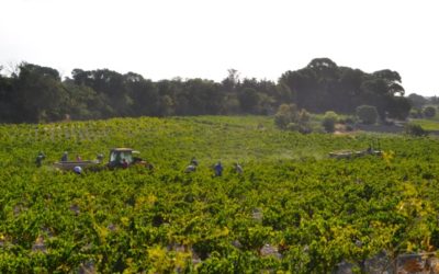 Des vendanges bouleversées