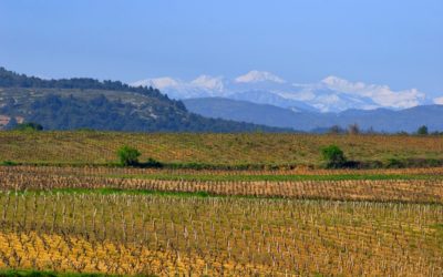 Des terroirs se racontent à Vinisud