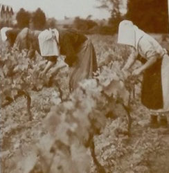 Femmes du vin, les grandes absentes de l’histoire