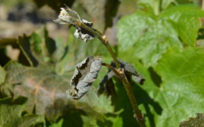 Le gel emporte les espoirs de récolte dans les vignes héraultaises