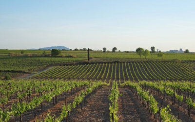 Le plus grand vignoble du monde, un futur à inventer