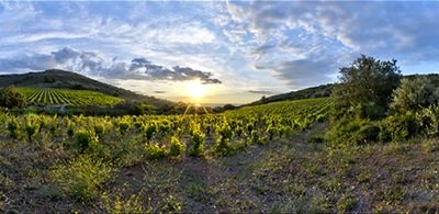 Le muscat à Frontignan, un vignoble qui ne veut pas mourir