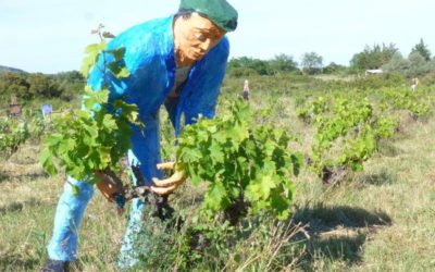 Art, vin et patrimoine, comme un dialogue aux Clos de Miège