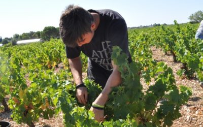 Les muscats ont ouvert le ballet des vendanges