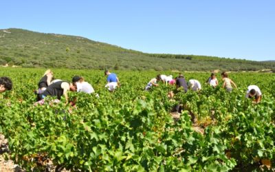 Vendanges en Languedoc et Roussillon: quand l’exception devient la norme