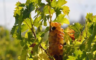 Des vendanges … concentrées