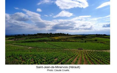 Le muscat à petits grains hors des sentiers battus