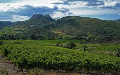 Dossier les vins bio en 2018: 2/ Le grand bond en avant