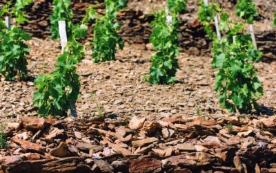 Le chant des terroirs biologiques (2) : en mode off autour de Montpellier