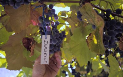 Vitis prohibita, le retour des cépages résistants : les hybrides en liberté