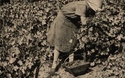 Des femmes actrices du vin