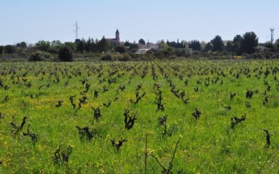 Au cœur de la biodiversité, un patrimoine vivant au pays du muscat