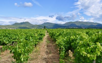 L’arrière-pays de l’Hérault, vivier d’une reconquête viticole