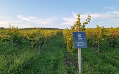 Le vin se lève à l’est, en Roumanie aussi: A la rencontre de cultures du vin (2/3)