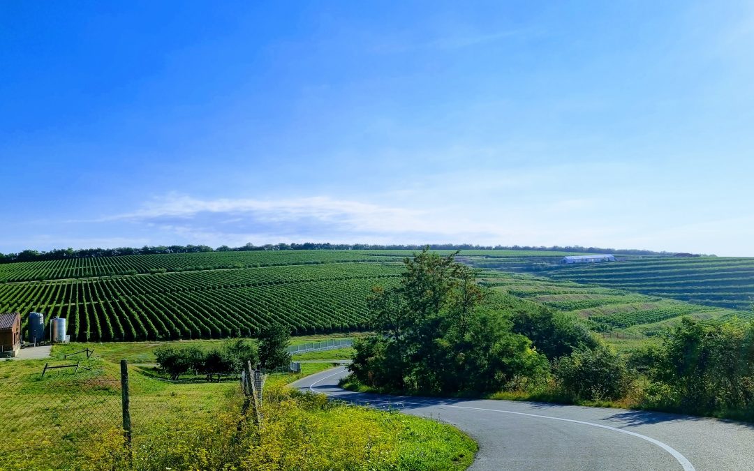 Le vin se lève à l’Est, en Roumanie aussi (1/3)