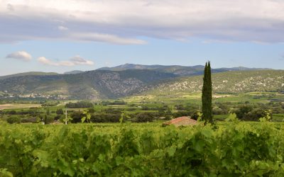 Vignes et vins biologiques bravent les crises