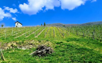 Agir pour maintenir la vigne en Chautagne (Savoie)