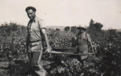 Vendanges anciennes au patrimoine